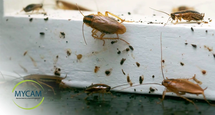 6 señales de que hay una plaga de cucarachas en tu casa u oficina