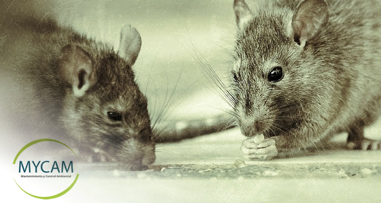 ¿Cómo controlar una plaga de ratas o ratones en casas o empresas?