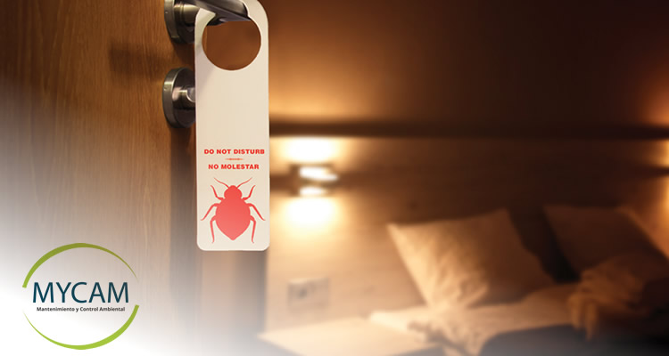 6 recomendaciones básicas para alejar plagas de hoteles 