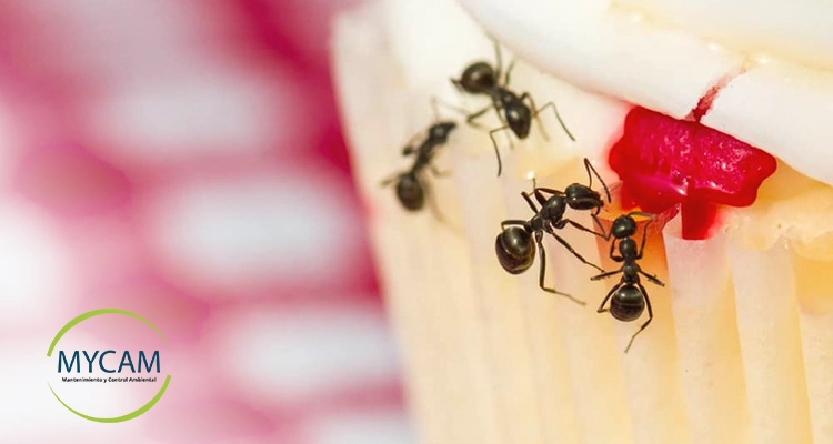 ¿Cómo controlar una plaga de hormigas en casas, negocios y restaurantes?