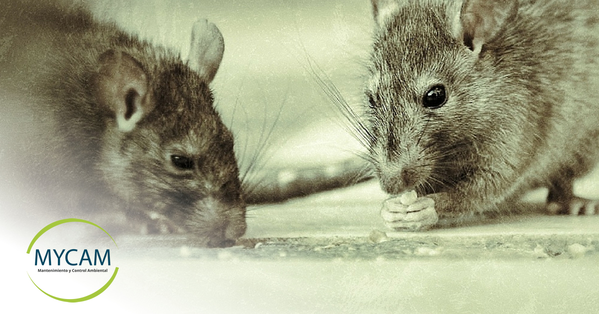 Cómo controlar una plaga de ratas o ratones en casas o empresas?