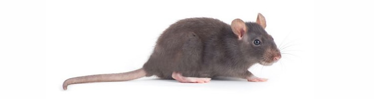 Tectónico feo Individualidad Cómo controlar una plaga de ratas o ratones en casas o empresas?